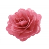 Róża chińska duża cieniowana fuksja 12,5 cm
